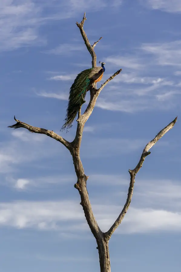 Aus der Fotoreportage Sri Lanka